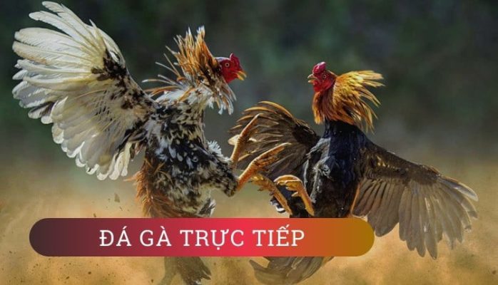 Kinh nghiệm cá cược đá gà trực tuyến đến từ chuyên gia 1 cá cược đá gà trực tuyến